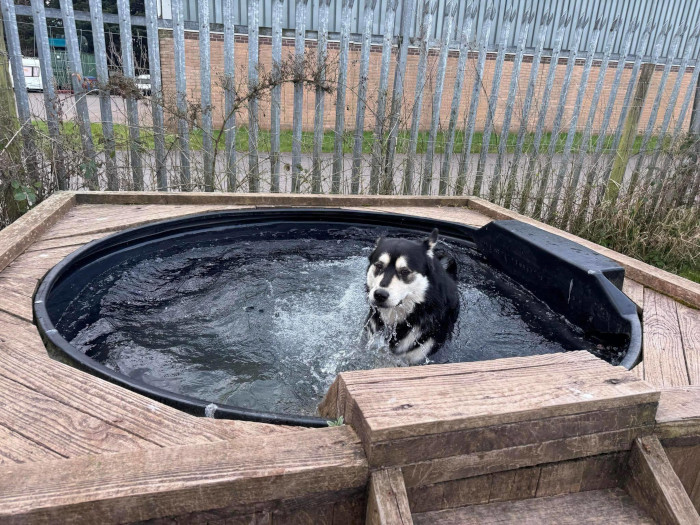 The pool